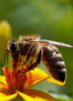 WUNDERLAND Social Incentives - Projekt Bienen- und Hornissenschutz