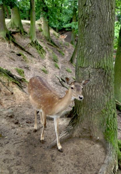 WUNDERLAND... die Eventagentur in Fulda - Social Incentives - Projekt Heimattiergarten