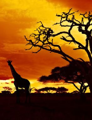 WUNDERLAND...die Eventagentur - Afrika-Abend 