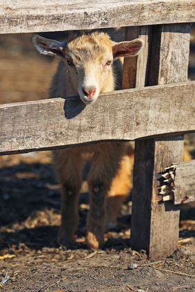 WUNDERLAND Social Incentives - Projekt Wildtierpark