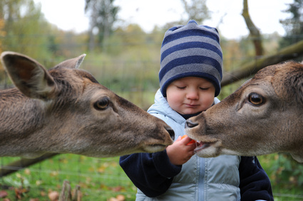 WUNDERLAND Social Incentives - Projekt Wildtierpark